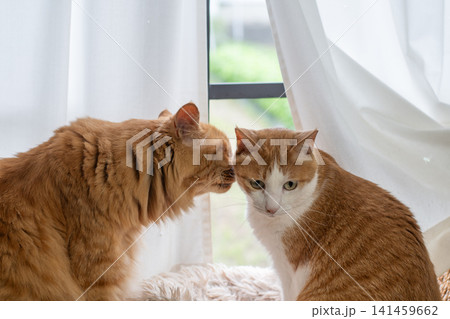 窓辺でくつろぐ二匹の猫 窓辺でくつろぐ二匹の猫 141459662