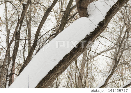 Snowy ice branches with sparkling light effects. Gentle snowfall serene scene. Peaceful winter woodland illuminated by warm sun rays. Sunlit pine forest, falling snowflakes. Bokeh golden lens flare Snowy ice branches with sparkling light effects. Gentle snowfall serene scene. Peaceful winter woodland illuminated by warm sun rays. Sunlit pine forest, falling snowflakes. Bokeh golden lens flare 141459737