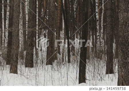 Snowy ice branches with sparkling light effects. Gentle snowfall serene scene. Peaceful winter woodland illuminated by warm sun rays. Sunlit pine forest, falling snowflakes. Bokeh golden lens flare 141459738
