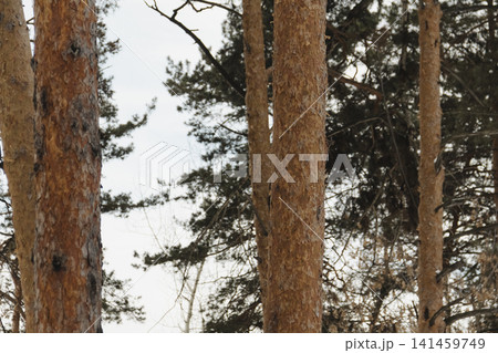 Snowy ice branches with sparkling light effects. Gentle snowfall serene scene. Peaceful winter woodland illuminated by warm sun rays. Sunlit pine forest, falling snowflakes. Bokeh golden lens flare Snowy ice branches with sparkling light effects. Gentle snowfall serene scene. Peaceful winter woodland illuminated by warm sun rays. Sunlit pine forest, falling snowflakes. Bokeh golden lens flare 141459749