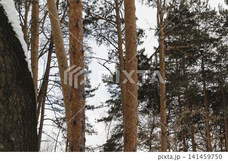 Snowy ice branches with sparkling light effects. Gentle snowfall serene scene. Peaceful winter woodland illuminated by warm sun rays. Sunlit pine forest, falling snowflakes. Bokeh golden lens flare 141459750
