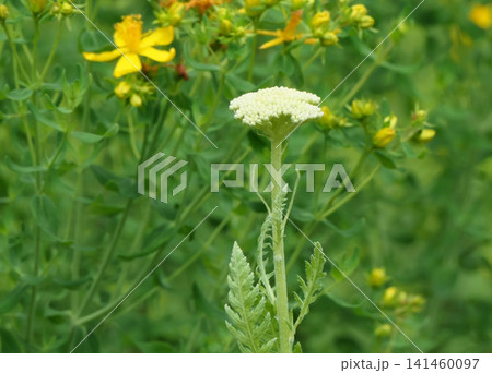 キバナノコギリソウ(黄花鋸草) キバナノコギリソウ(黄花鋸草) 141460097