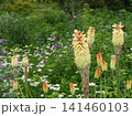 トリトマ・ガルピニーの花畑 141460103