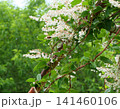 ナツユキカズラのアーチ 141460106