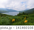 ニッコウキスゲが咲く夏の野反湖2 141460108