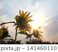向日葵に差し込む夕日 141460110