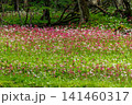 クリンソウ　中禅寺湖　千手ヶ浜(栃木県日光市) 141460317