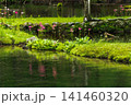 クリンソウ　中禅寺湖　千手ヶ浜(栃木県日光市) 141460320