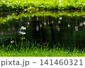 クリンソウ　中禅寺湖　千手ヶ浜(栃木県日光市) 141460321