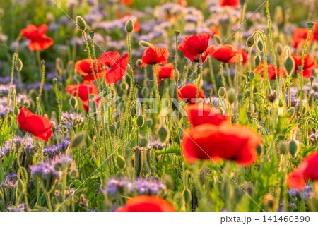 夕暮れの鴻巣のポピー畑と幻想的な花風景 夕暮れの鴻巣のポピー畑と幻想的な花風景 141460390
