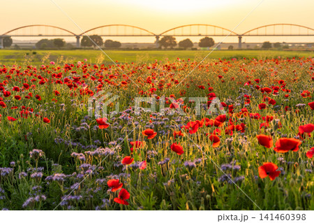 夕暮れの鴻巣のポピー畑と幻想的な花風景 夕暮れの鴻巣のポピー畑と幻想的な花風景 141460398