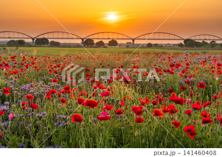 夕暮れの鴻巣のポピー畑と幻想的な花風景 141460408