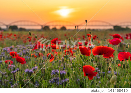 夕暮れの鴻巣のポピー畑と幻想的な花風景 夕暮れの鴻巣のポピー畑と幻想的な花風景 141460410