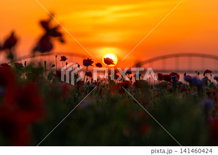 夕暮れの鴻巣のポピー畑と幻想的な花風景 夕暮れの鴻巣のポピー畑と幻想的な花風景 141460424