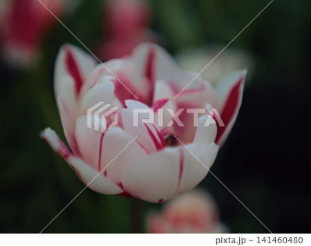5月に鮮やかに咲いた美しいチューリップの花 5月に鮮やかに咲いた美しいチューリップの花 141460480