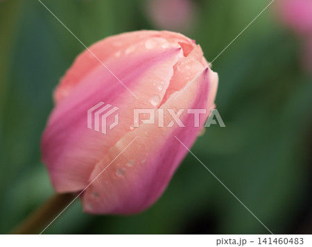 5月に鮮やかに咲いた美しいチューリップの花 141460483