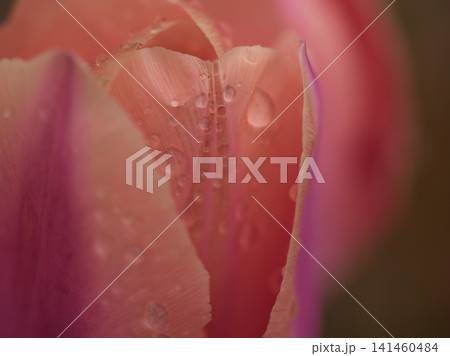 5月に鮮やかに咲いた美しいチューリップの花 5月に鮮やかに咲いた美しいチューリップの花 141460484
