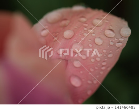 5月に鮮やかに咲いた美しいチューリップの花 5月に鮮やかに咲いた美しいチューリップの花 141460485
