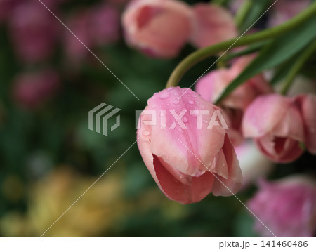5月に鮮やかに咲いた美しいチューリップの花 141460486