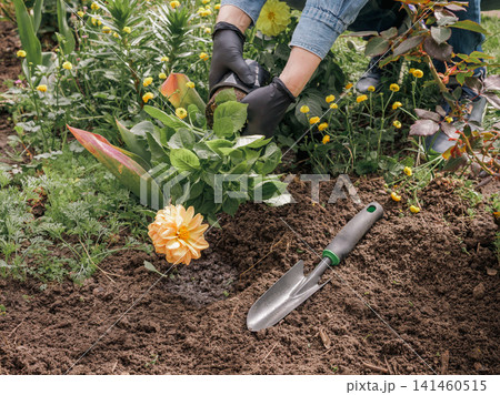 Gardener is planting dahlias on the garden bed. 141460515