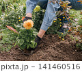 Gardener is planting dahlias on the garden bed. 141460516