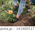 Gardener is planting dahlias on the garden bed. 141460517