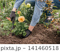 Gardener is planting dahlias on the garden bed. 141460518
