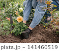Gardener is planting dahlias on the garden bed. 141460519