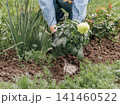 Gardener is planting dahlias on the garden bed. 141460522