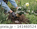 Gardener is planting dahlias on the garden bed. 141460524