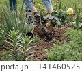 Gardener is planting dahlias on the garden bed. 141460525