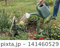 Watering a yellow dahlia flower from the watering can 141460529