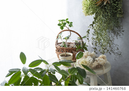 壁に飾られたドライフラワーのスワッグとシックな部屋の観葉植物インテリア 141460768