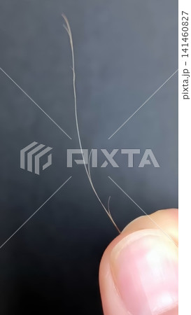Close up of a light brown hair strand held between two fingers, revealing visible split ends against a dark background. Close up of a light brown hair strand held between two fingers, revealing visible split ends against a dark background. 141460827