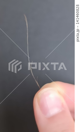 Close up of a light brown hair strand held between two fingers, revealing visible split ends against a dark background. Close up of a light brown hair strand held between two fingers, revealing visible split ends against a dark background. 141460828