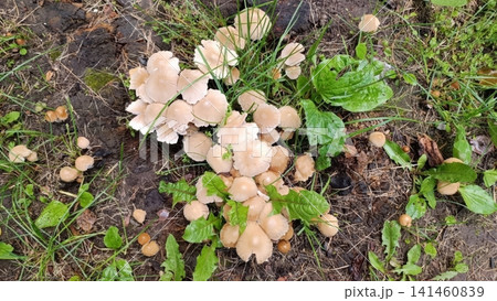 Top down view of cream and light brown mushrooms growing in a cluster from dark soil with grass and broad leaves. Top down view of cream and light brown mushrooms growing in a cluster from dark soil with grass and broad leaves. 141460839