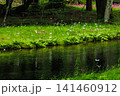 クリンソウ　中禅寺湖　千手ヶ浜(栃木県日光市) 141460912
