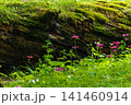 クリンソウ　中禅寺湖　千手ヶ浜(栃木県日光市) 141460914