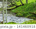 クリンソウ　中禅寺湖　千手ヶ浜(栃木県日光市) 141460918