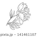 Peony line art. Blossom floral vector illustration in classic botanical sketch style for elegant invitations and creative designs. 141461107