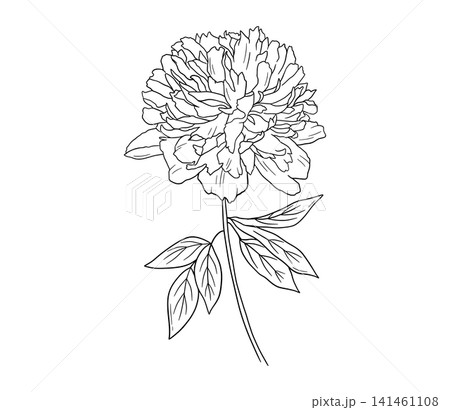 Vintage peony line art with delicate petals and foliage. Beautiful floral vector illustration in classic botanical sketch style. Ideal for elegant invitations and creative designs. Vintage peony line art with delicate petals and foliage. Beautiful floral vector illustration in classic botanical sketch style. Ideal for elegant invitations and creative designs. 141461108