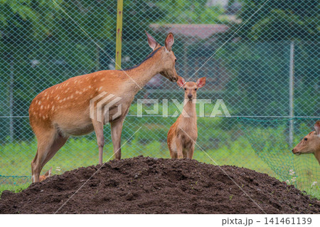 ニホンジカの親子 ニホンジカの親子 141461139