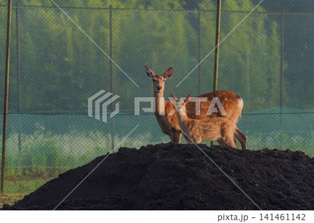 ニホンジカの親子 ニホンジカの親子 141461142