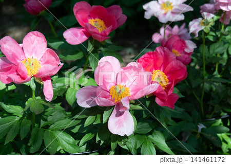 満開に咲く鮮やかな牡丹の花 満開に咲く鮮やかな牡丹の花 141461172