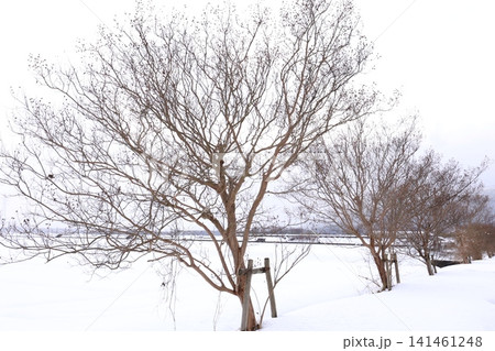 雪の積もった景色 雪の積もった景色 141461248