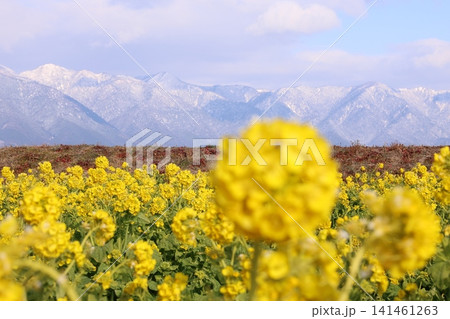 菜の花畑越しに望む雪山 菜の花畑越しに望む雪山 141461263