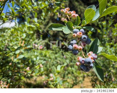 A sun-drenched branch of a blueberry bush overflowing with berries in various stages of ripening, showcasing a gradient from dusty blue to soft pink. 141461364