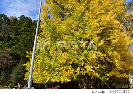 筒賀の大銀杏　イチョウ　銀杏　広島 141461395