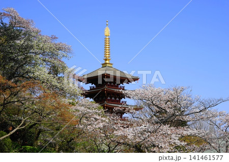 桜に包まれる五重塔 4月日野71桜と五重塔・高幡不動尊 桜に包まれる五重塔 4月日野71桜と五重塔・高幡不動尊 141461577