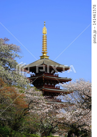 桜に包まれる五重塔 4月日野78桜と五重塔・高幡不動尊 桜に包まれる五重塔 4月日野78桜と五重塔・高幡不動尊 141461578
